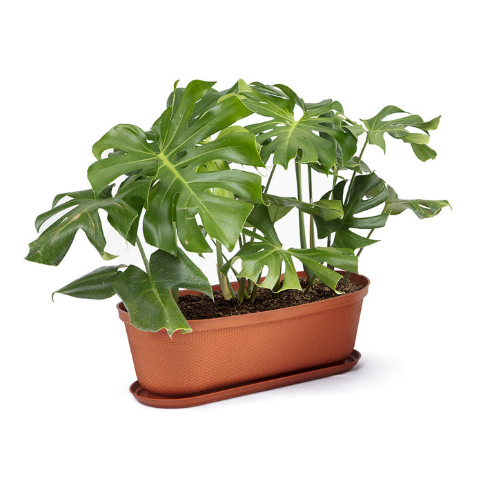 Matera moderna ovalada rafia 60 cm con terracota marca Rimax