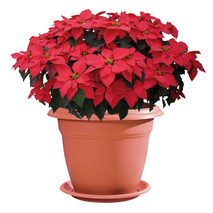 Matera redonda 60 cm con plato terracota Rimax