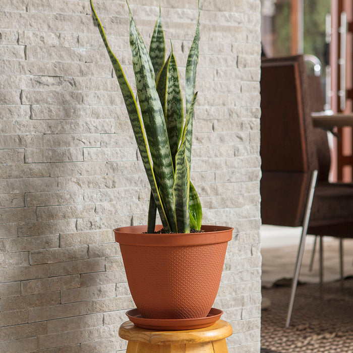 Matera redonda rafia 25 cm con plato terracota marca Rimax